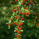 Red Firethorn, 100 Seeds