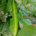 Winged Bean, 100 Seeds