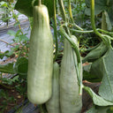 Goat Horn Crispy Melon Seeds, 2g