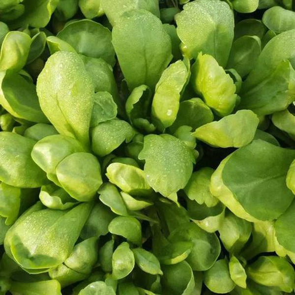 Large-Leaf Garland Chrysanthemum Seeds, 20g