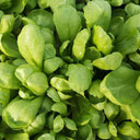 Large-Leaf Garland Chrysanthemum Seeds, 20g