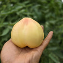 799 White Cherry Tomato, 5 Seeds
