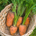 U2225 Oxheart Carrot, 50~100 Seeds