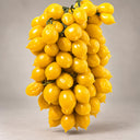 430 Piennolo del Vesuvio Giallo Tomato, 5 Seeds
