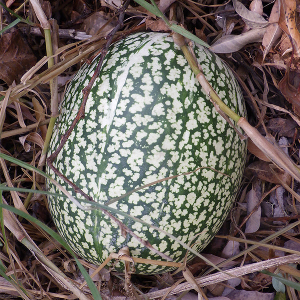 Figleaf Gourd, 50 Seeds