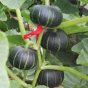 Beibei No.4 Baby Pumpkin, 2 Bags × 5 Seeds