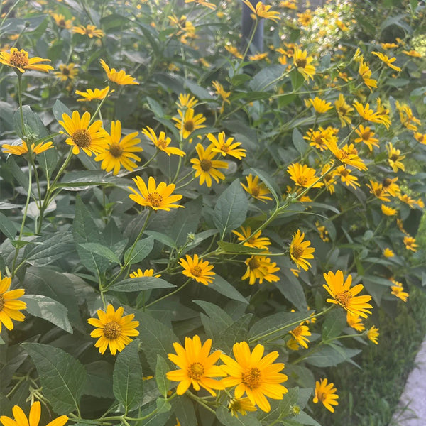 False Sunflower, 300 Seeds
