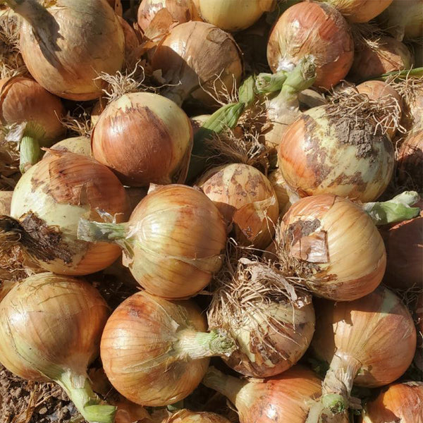 Imperial Topaz' Yellow Onion Seeds, 10g