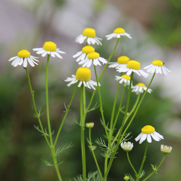 Oxeye Daisy Seeds, Pkt of 5000
