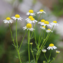Oxeye Daisy Seeds, Pkt of 5000