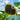 Short-stemmed Oil Sunflower Seeds, 20g