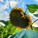 Short-stemmed Oil Sunflower Seeds, 20g