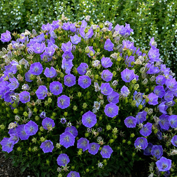 Tufted Bellflower Seeds, 1g