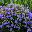 Tufted Bellflower Seeds, 1g