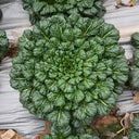 Wutacai, Black Cabbage Seeds, 5 × 5g Bags