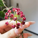 Hoya lukaensis, 5 Cuttings