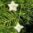 White Cypress Vine, 100 Seeds