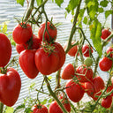 160 German Red Strawberry Tomato, 5 Seeds