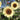White Lover Sunflower, 20 Seeds