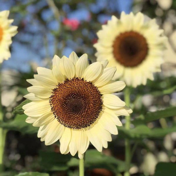 White Lover Sunflower, 20 Seeds