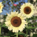 White Lover Sunflower, 20 Seeds