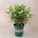 Orange Jasmine Seeds, 100 Seeds