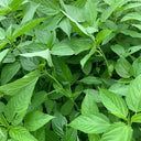 Corchorus olitorius Seeds, 20g