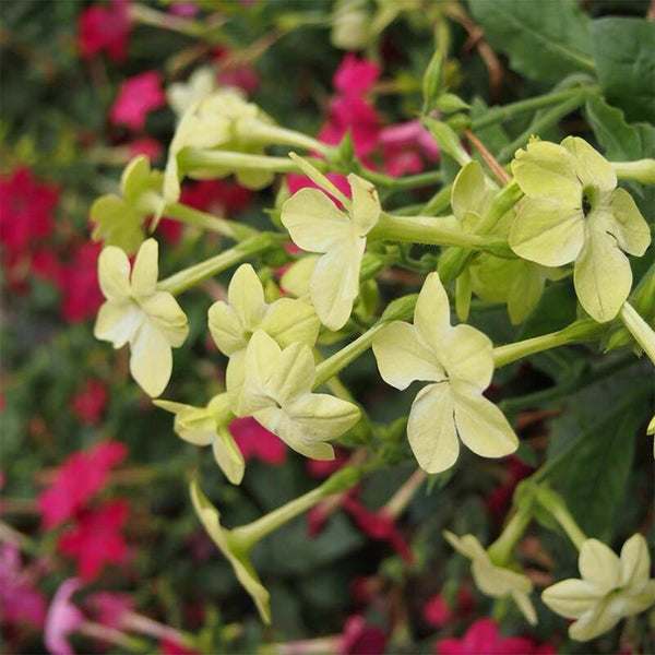 Flowering Tobacco Seeds (Nicotiana alata), 5000 Seeds