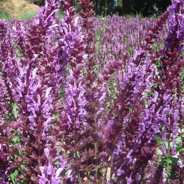 Purple Salvia Seeds, 100 Seeds