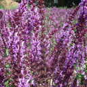 Purple Salvia Seeds, 100 Seeds