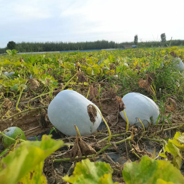 Jiemei Pink Skin Winter Melon Seeds, 50 Seeds