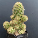 Mammillaria gracilis, 5-7cm