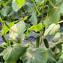 Russian Masha Fruit Cucumber, 20 Seeds