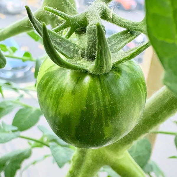 Sandy-Fleshed Cherry Tomato, 30 Seeds