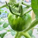 Sandy-Fleshed Cherry Tomato, 30 Seeds
