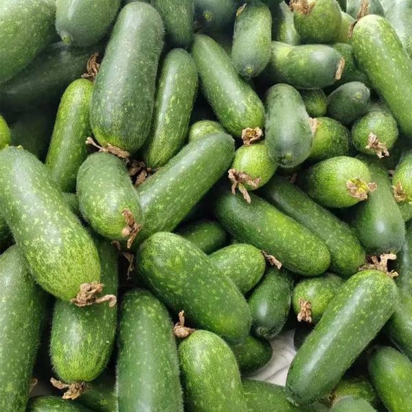 Baoli F1 Hybrid Hairy Gourd, 50 Seeds