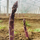 Purple Asparagus Seeds, 2g