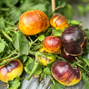 783 Dwarf Sun Queen Tomato, 5 Seeds