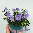 Tufted Bellflower Seeds, 1g