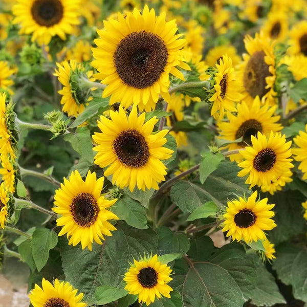 Bonsai Sunflowers Seeds, 3g
