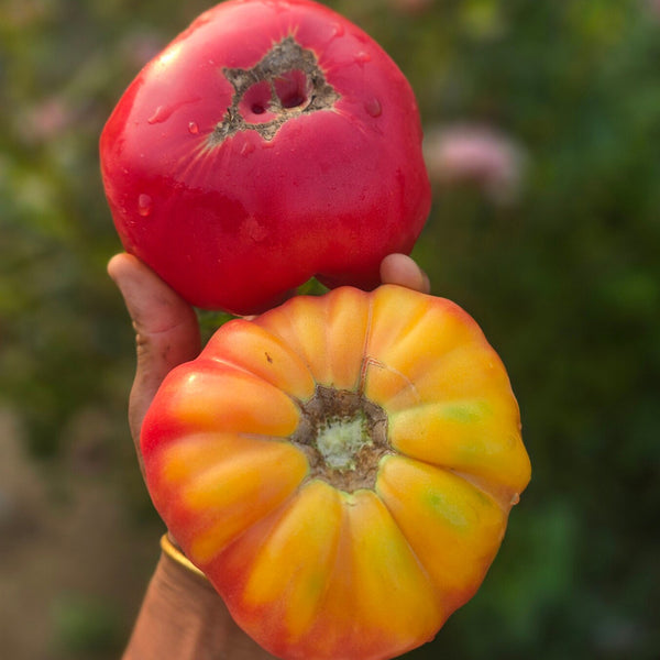 1013 Cherokee Purple Bicolor Tomato, 5 Seeds