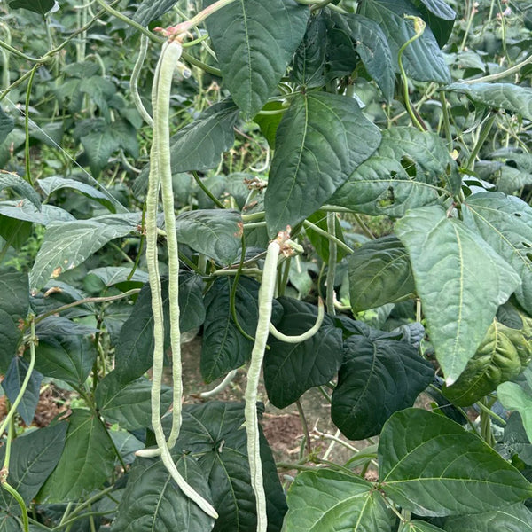 Baixue Lihong Yardlong Bean Seeds, 20g