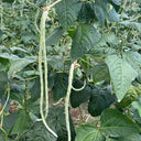 Baixue Lihong Yardlong Bean Seeds, 20g