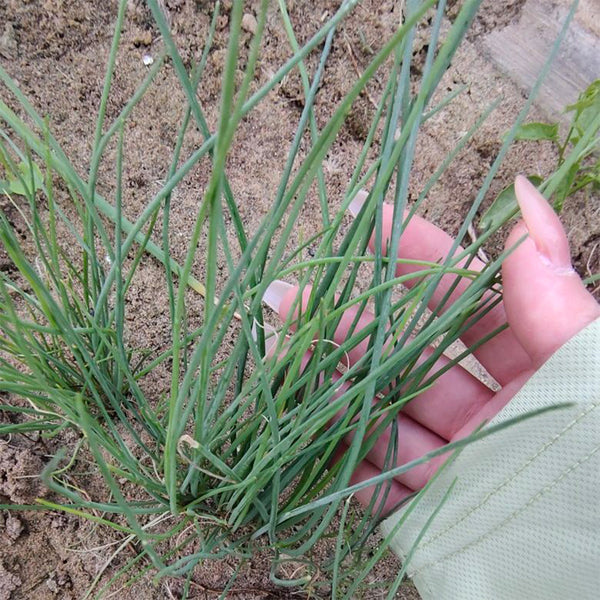Minqin Sand Scallion, 200 Seeds