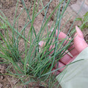 Minqin Sand Scallion, 200 Seeds