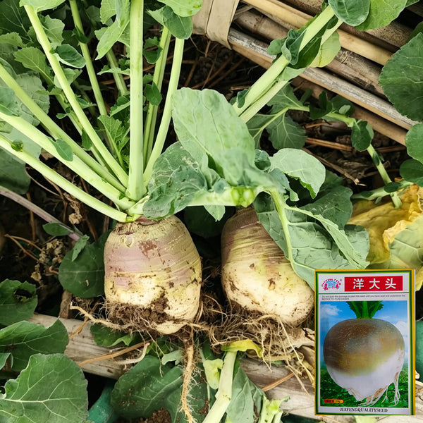 Giant Turnip Seeds, 10g