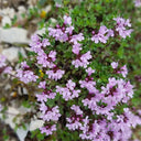 Mongolian Thyme Seeds, 250 Seeds