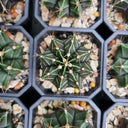 Gymnocalycium mihanovichii var. filadelfiense, 3-4cm