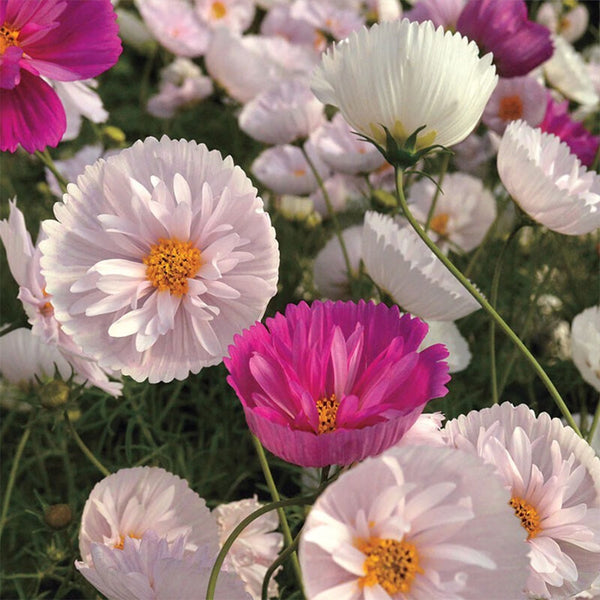 Hezhichun Cosmos bipinnatus 'Cupcakes' Seeds, 1g