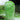 Gaokang 78 Chinese Cabbage Seeds, 5 × 5g Bags